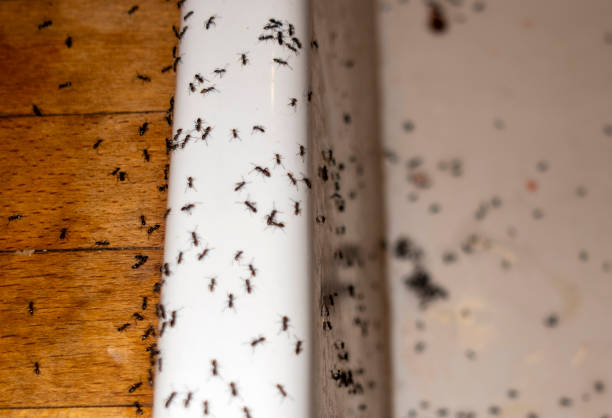 Best Pest Control Near Me  in Shoreview, MN